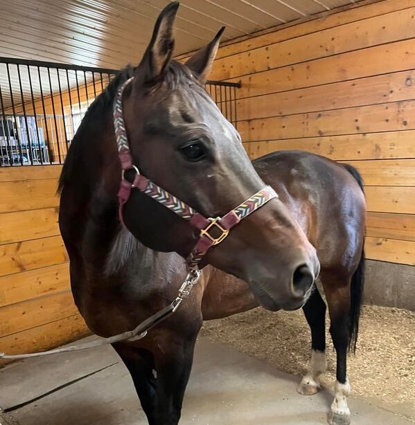 Gio, a registered Canadian Warmblood therapy horse at Kamloops Therapeutic Riding Association