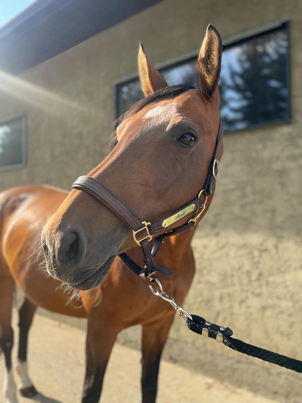April, a Canadian Warmblood therapy horse at Kamloops Therapeutic Riding Association