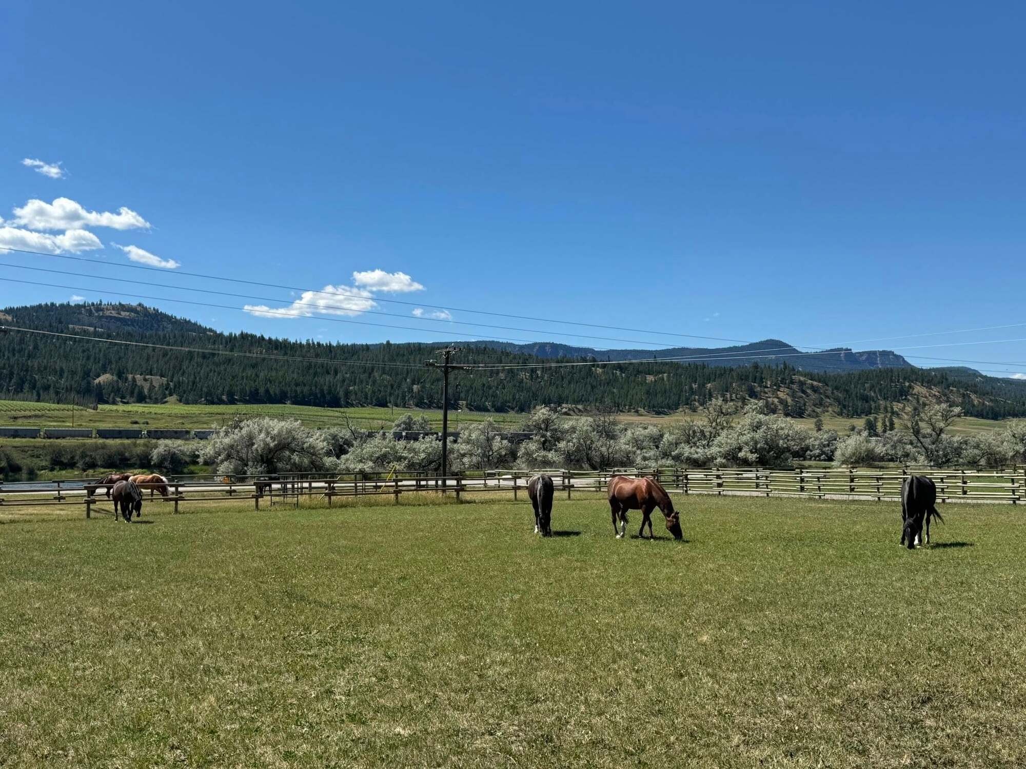 Chevy, a Canadian-Morgan therapy horse at Kamloops Therapeutic Riding Association