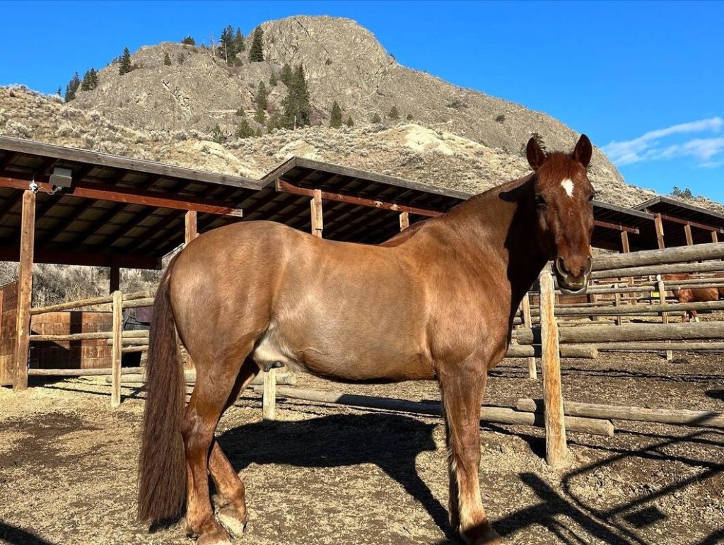 Chevy, a Canadian-Morgan horse at Kamloops Therapeutic Riding Association