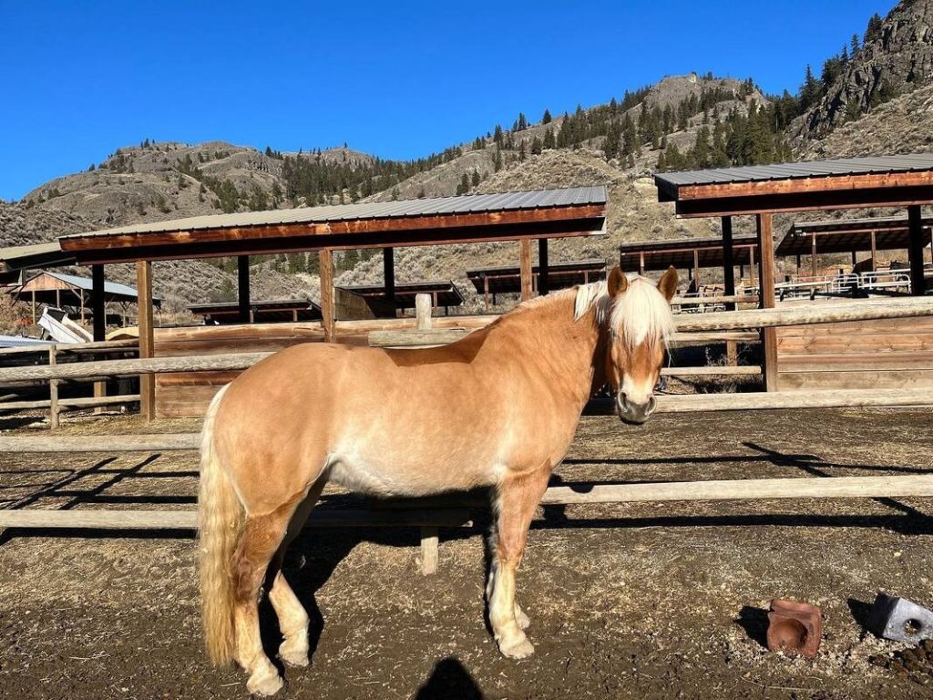 Nala, a Haflinger horse at Kamloops Therapeutic Riding Association
