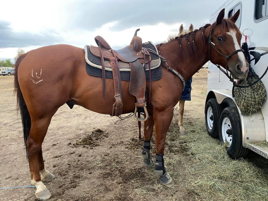 Rusty, a Grade horse at Kamloops Therapeutic Riding Association