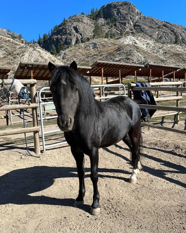 Piper, a Welsh Pony therapy horse at Kamloops Therapeutic Riding Association